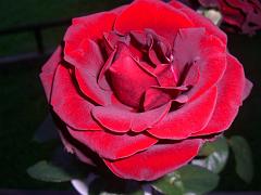 20110810, CHE COLORE ! 001